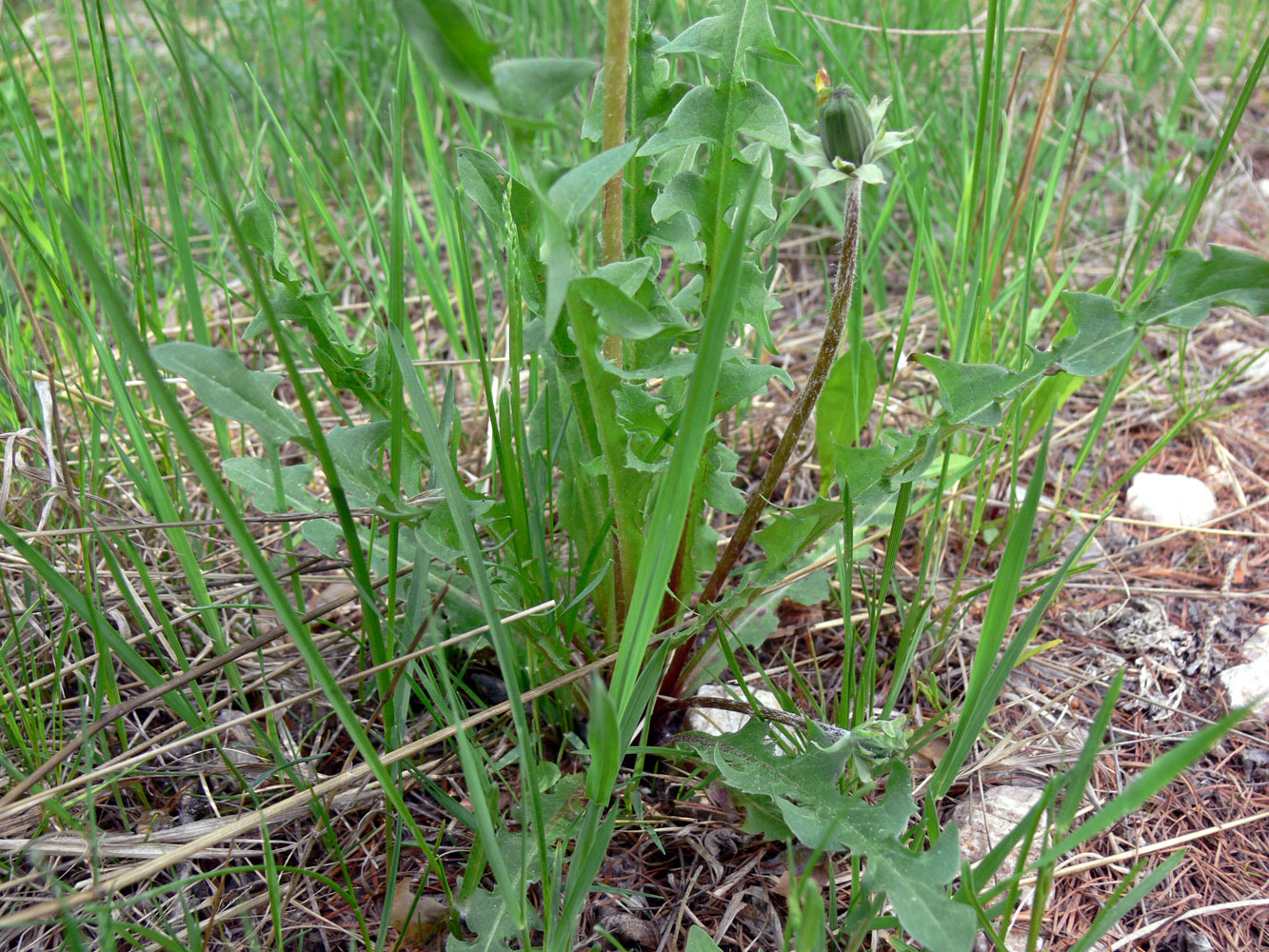 Image of Taraxacum marklundii specimen.