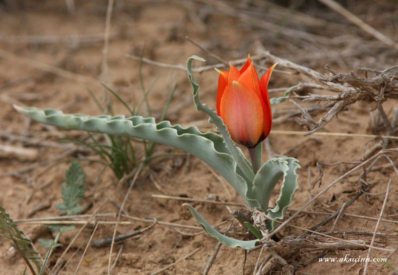 Image of Tulipa borszczowii specimen.