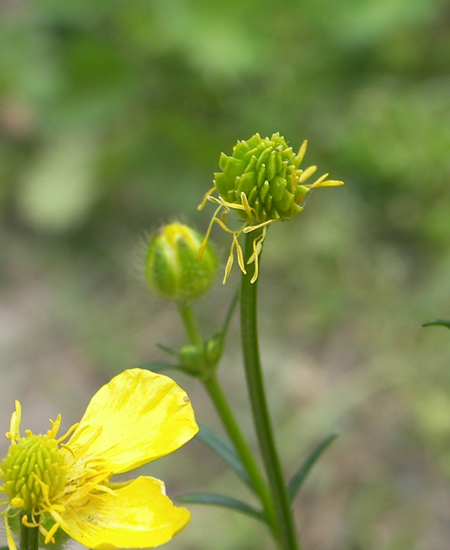 Image of Ranunculus meyerianus specimen.