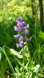 Polygala major