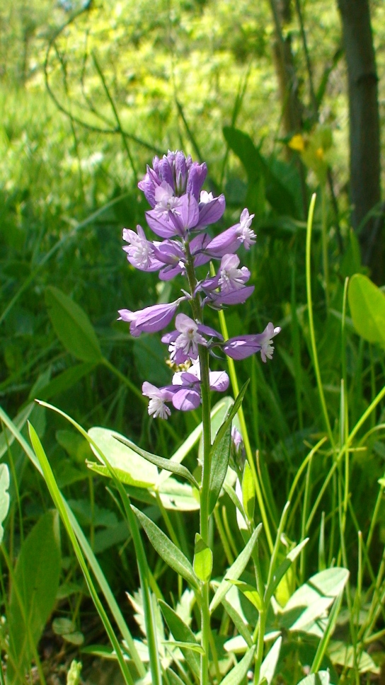 Изображение особи Polygala major.