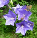 Campanula persicifolia. Часть соцветия. Украина, Черкасская обл., Каневский р-н, региональный ландшафтный парк \"Трахтемиров\", урочище \"Монастырок\". 26 мая 2012 г.