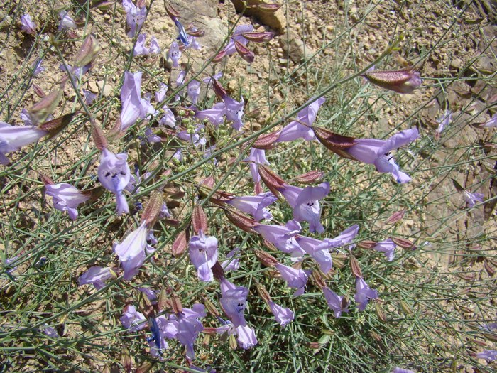 Изображение особи Salvia margaritae.