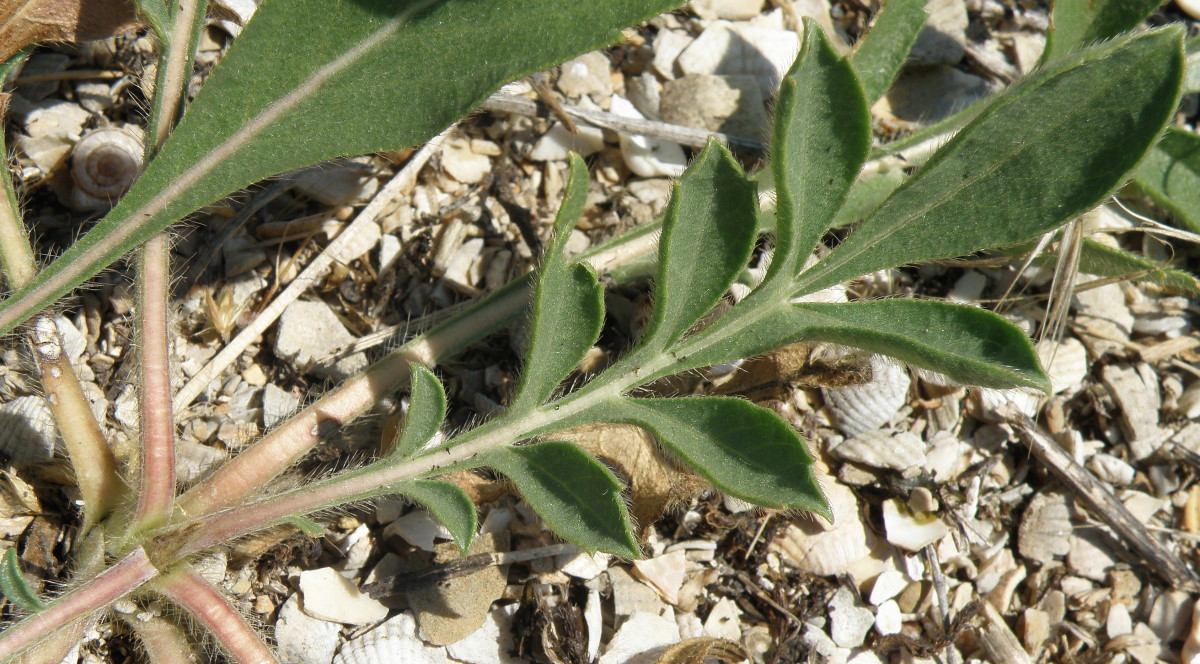 Изображение особи Cephalaria uralensis.