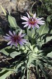 Tragopogon marginifolius