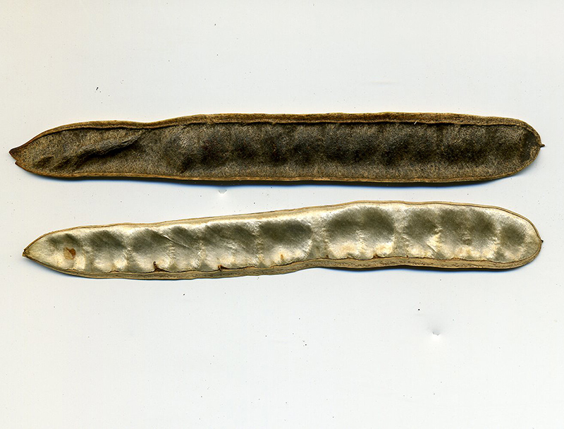 Image of Robinia pseudoacacia specimen.