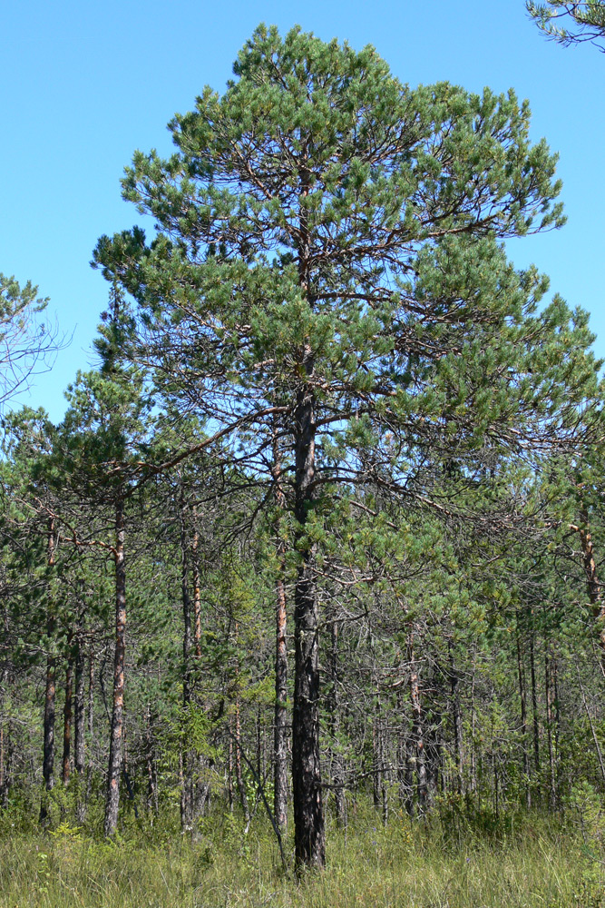 Изображение особи Pinus sylvestris.