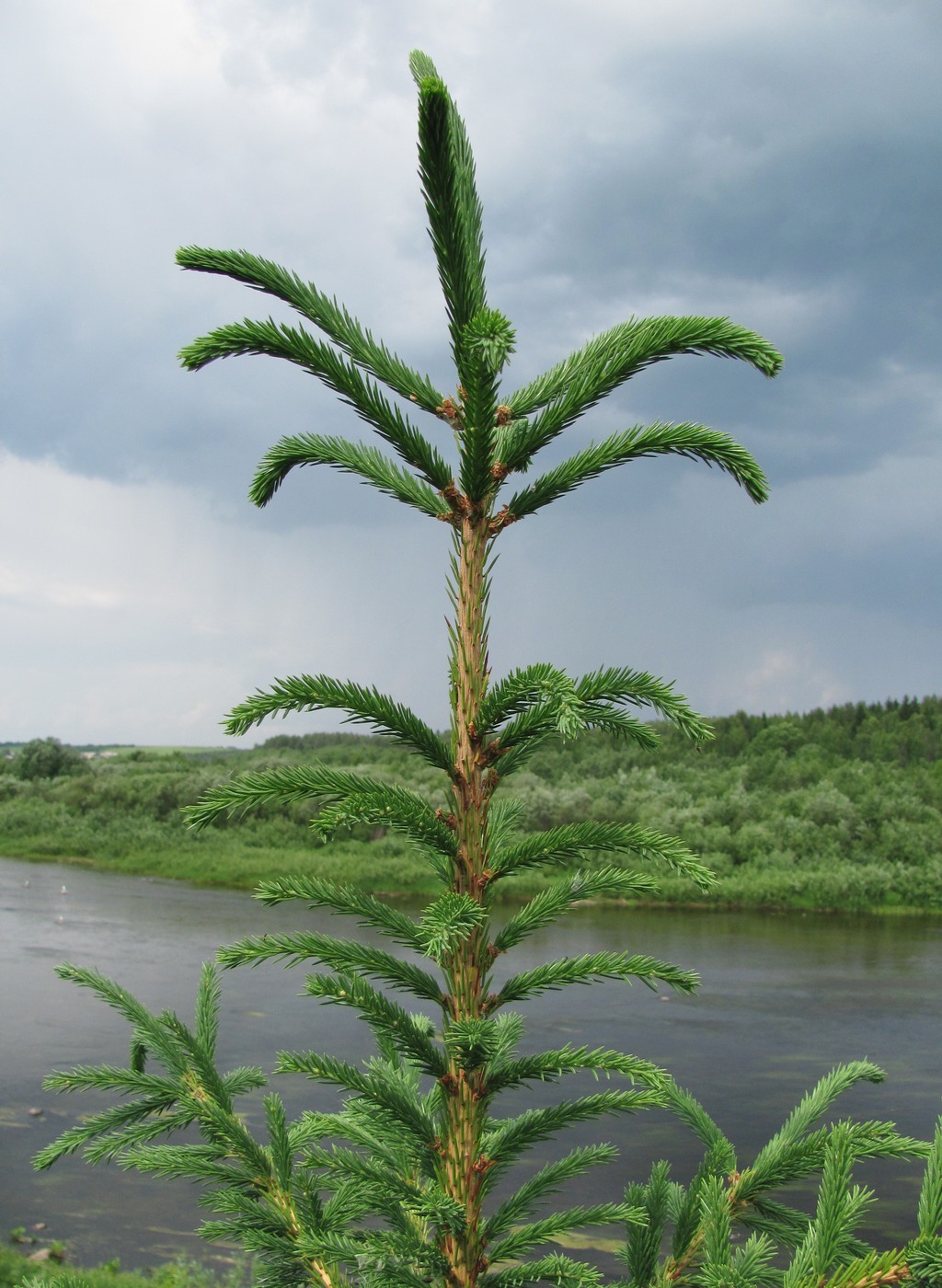 Изображение особи Picea obovata.