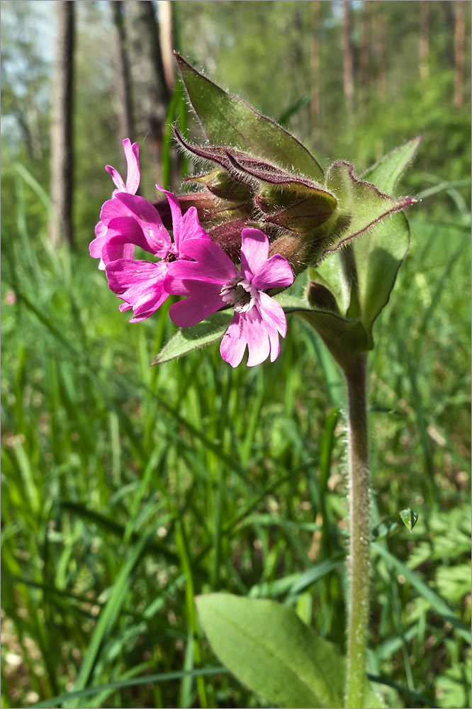 Изображение особи Melandrium dioicum.