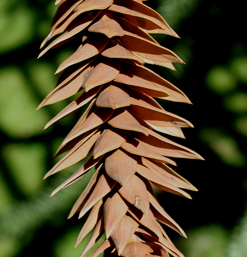 Изображение особи Araucaria araucana.