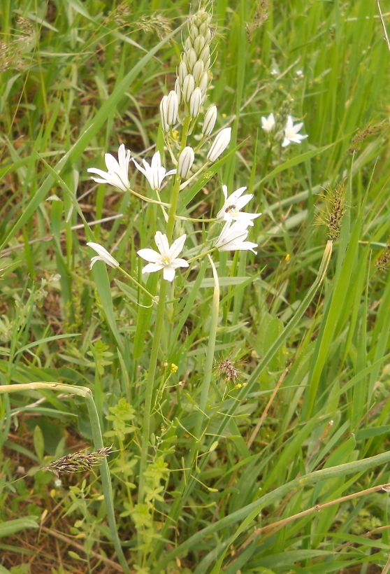 Image of Ornithogalum hajastanum specimen.