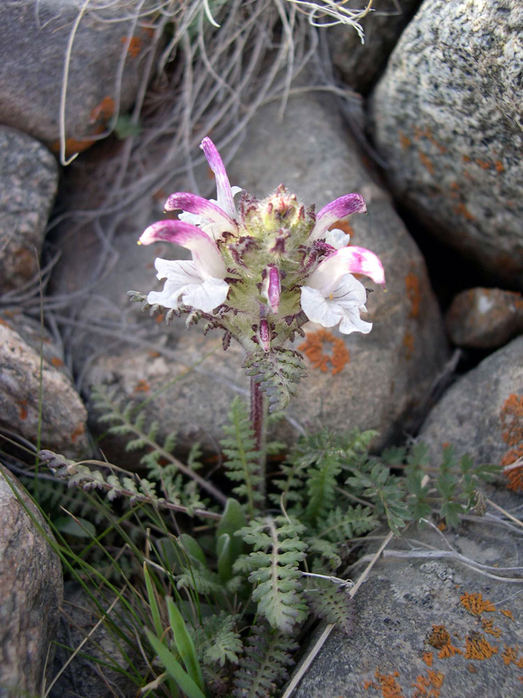 Изображение особи Pedicularis cheilanthifolia.