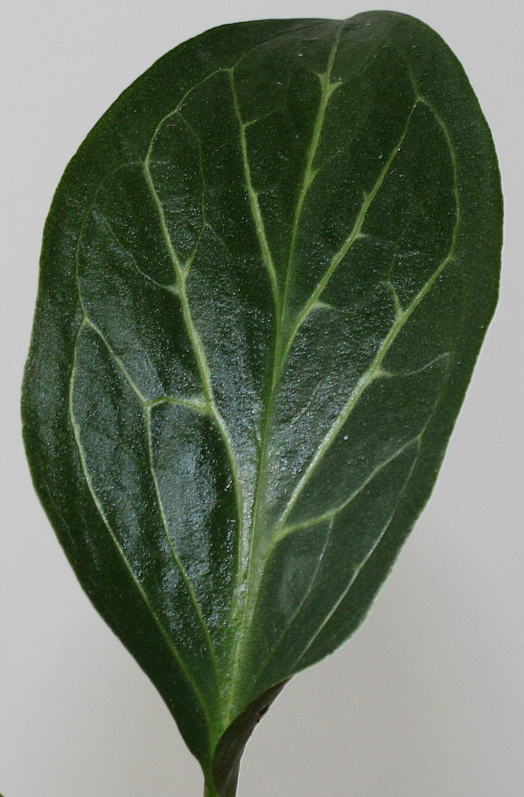 Image of Arum maculatum specimen.