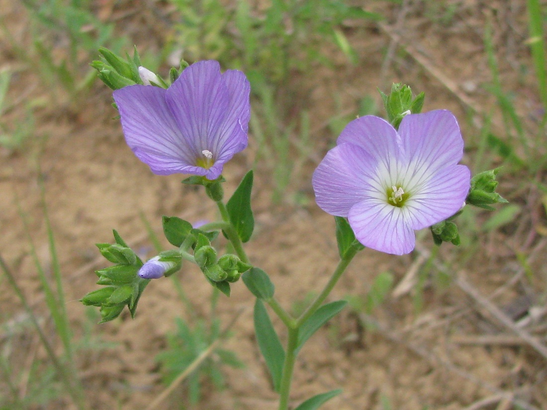 Image of Linum hirsutum specimen.