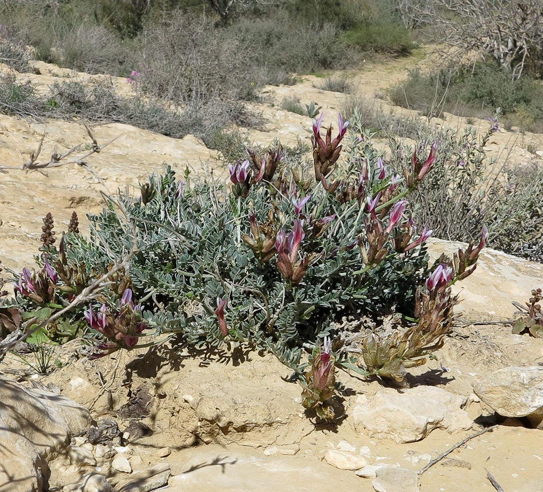 Изображение особи Astragalus amalecitanus.