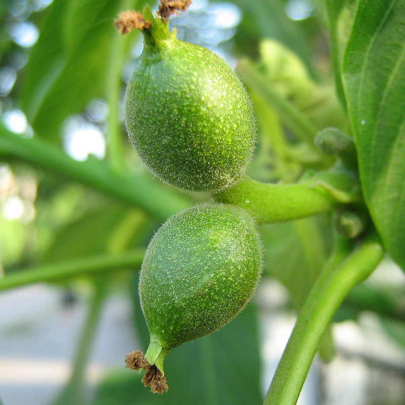 Image of Juglans regia specimen.