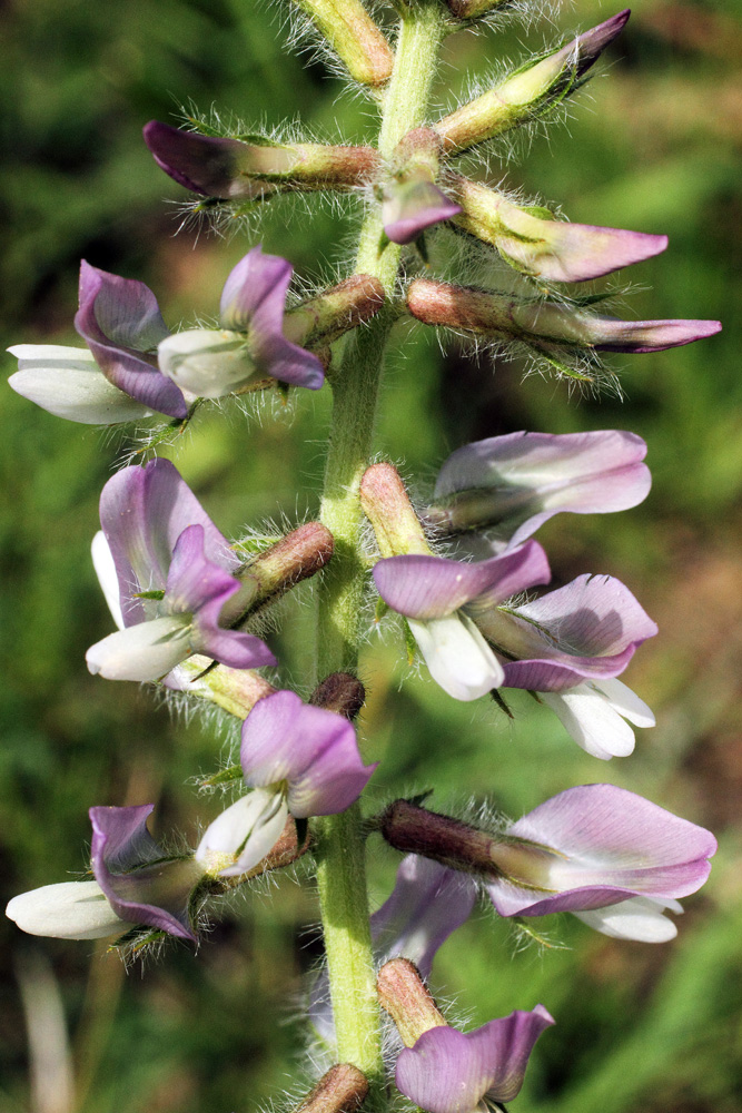 Image of Oxytropis ornata specimen.