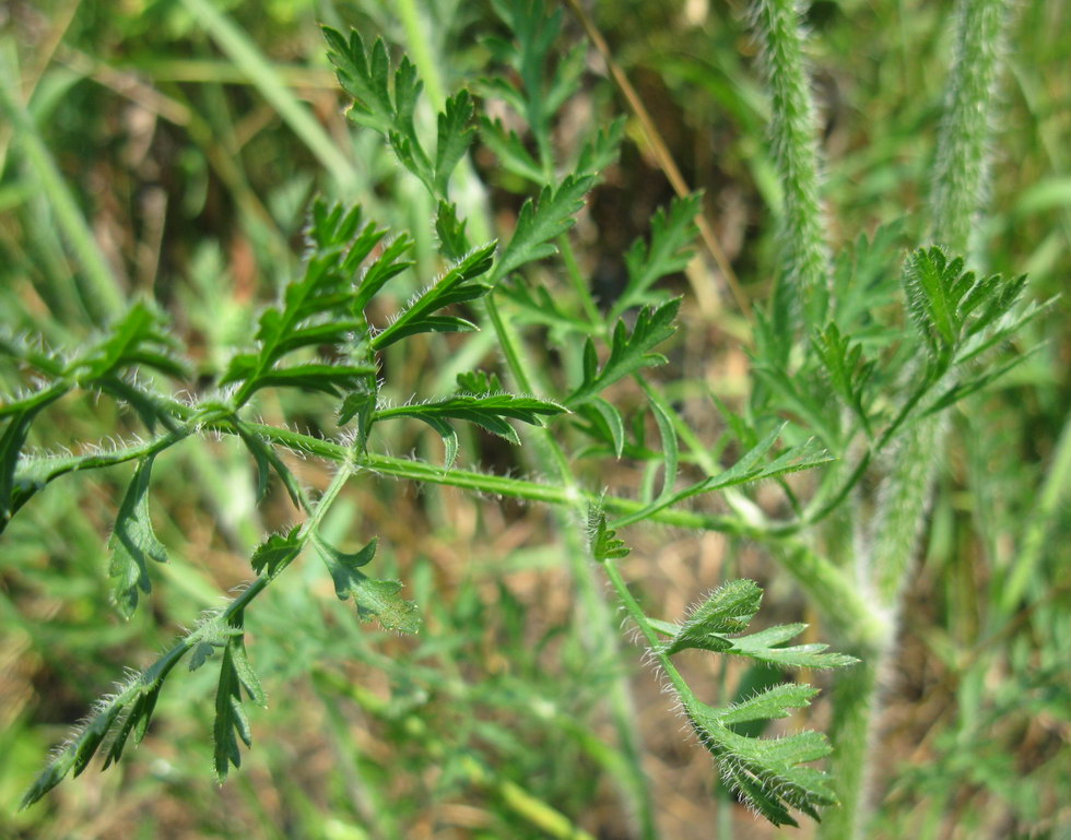 Изображение особи Daucus carota.