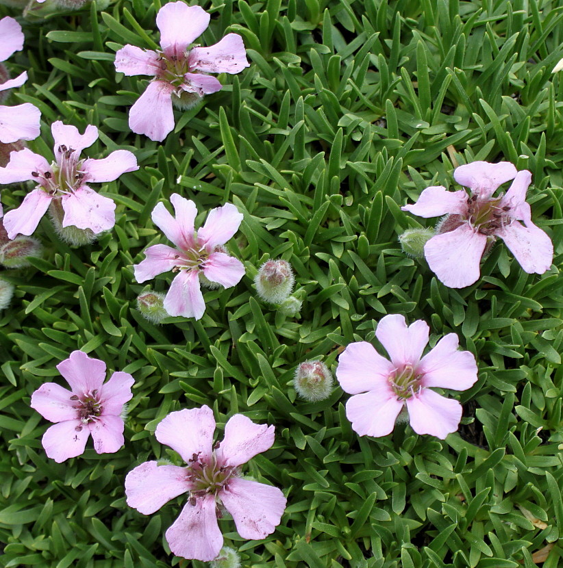 Image of Saponaria &times; olivana specimen.