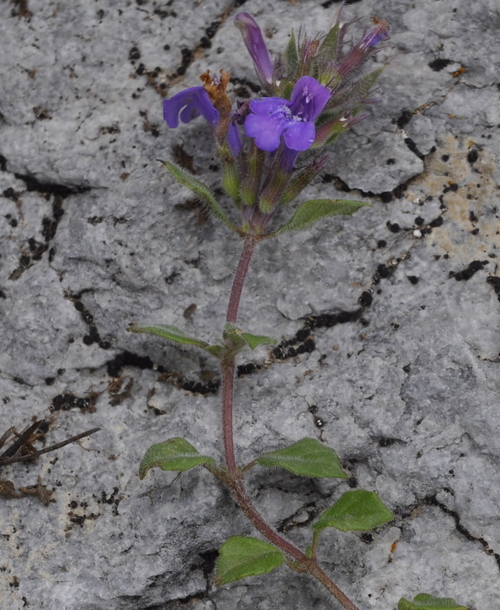 Image of Ziziphora hungarica specimen.