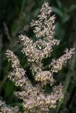 Calamagrostis epigeios. Соцветие. Московская обл., Раменский р-н, окр. ж.-д. платформы Хрипань, заросшее поле. 03.07.2013.