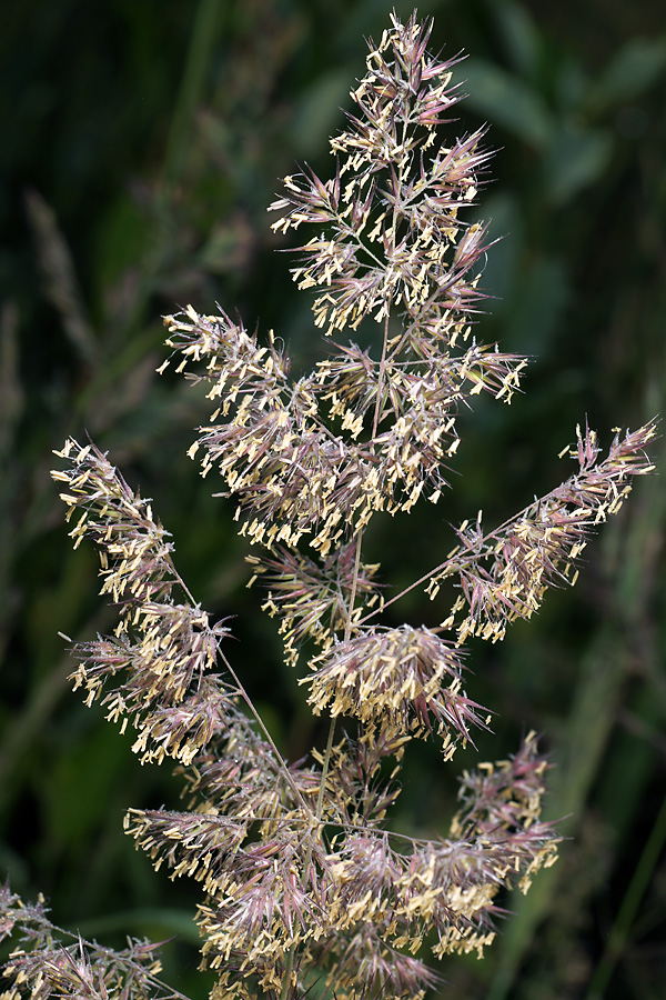 Image of Calamagrostis epigeios specimen.