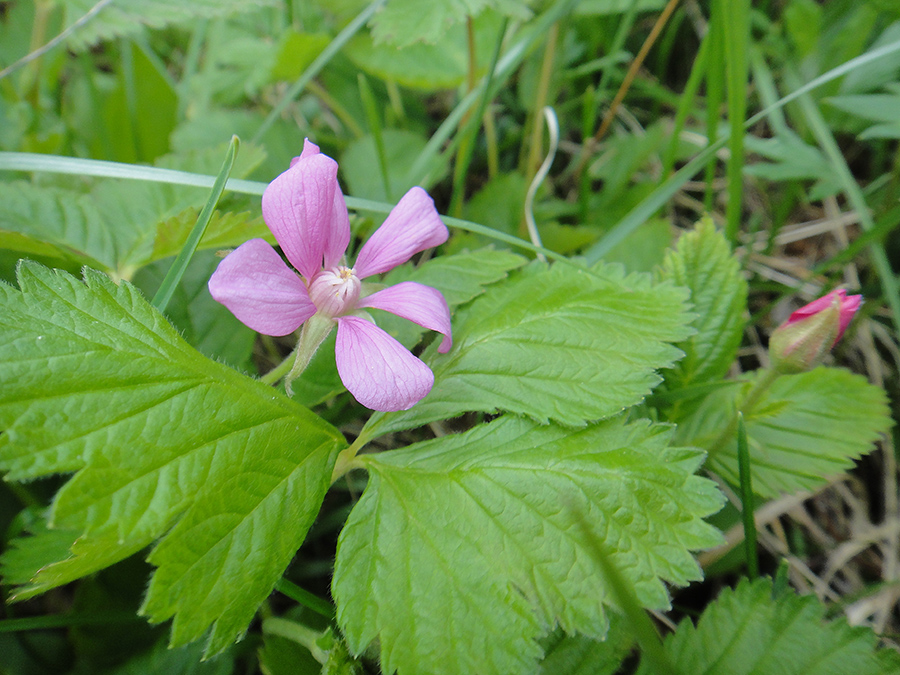 Image of Rubus arcticus specimen.