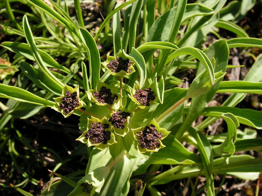 Image of Bupleurum triradiatum specimen.