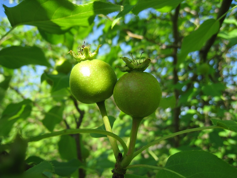 Image of Pyrus ussuriensis specimen.