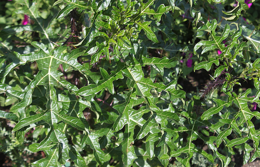 Image of Solanum atropurpureum specimen.