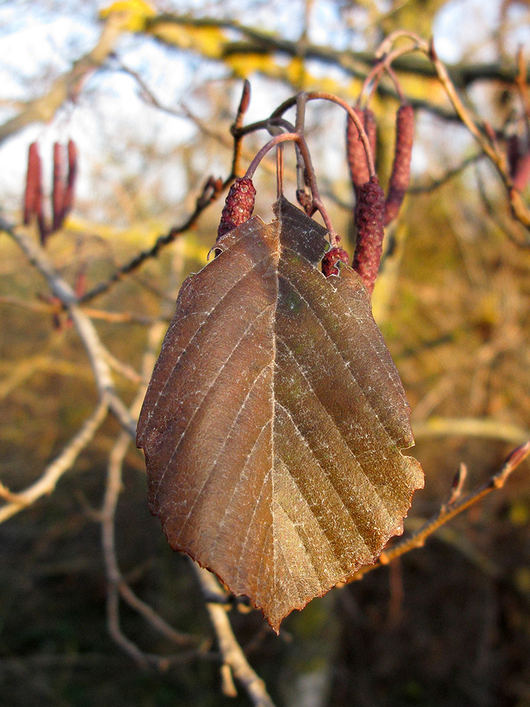 Image of Alnus incana specimen.