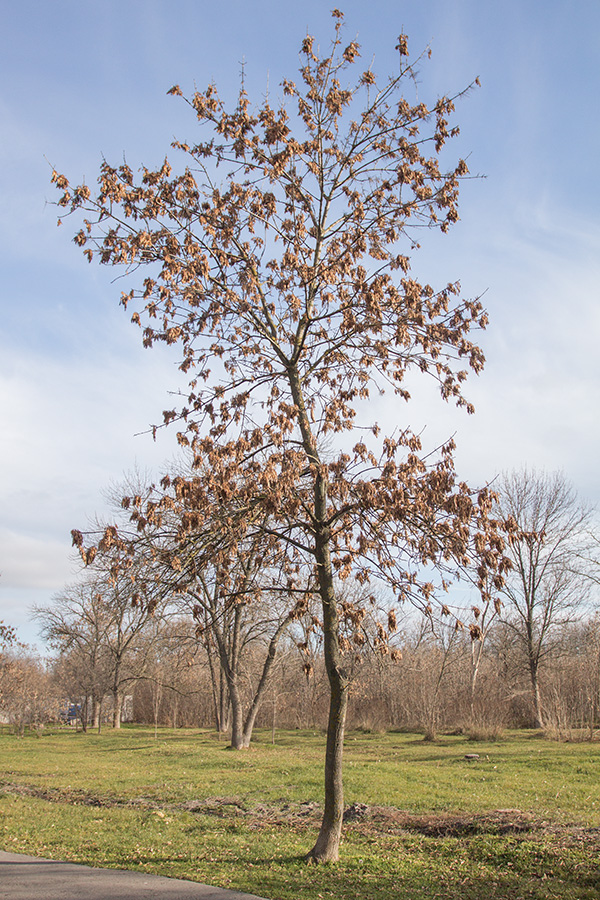 Image of Fraxinus pennsylvanica specimen.