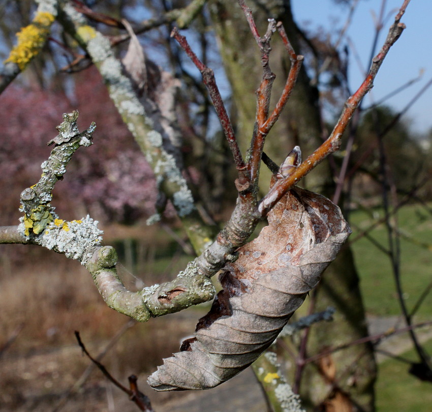 Image of Sorbus mougeotii specimen.