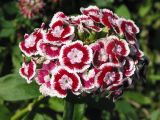 Dianthus barbatus