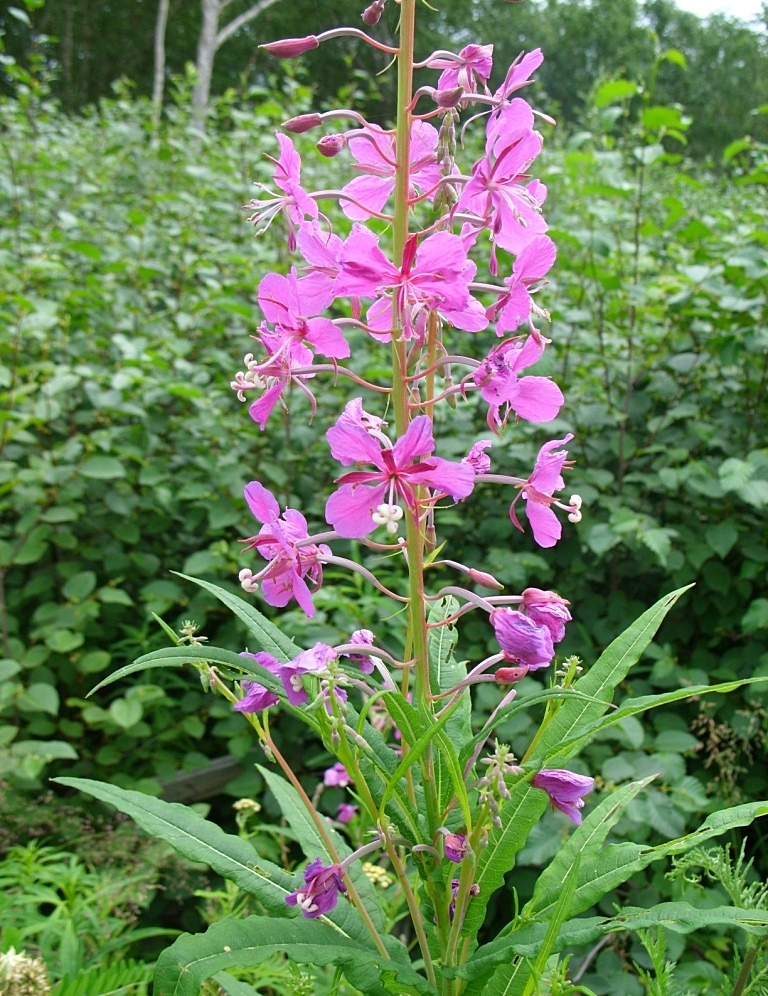 Image of Chamaenerion angustifolium specimen.