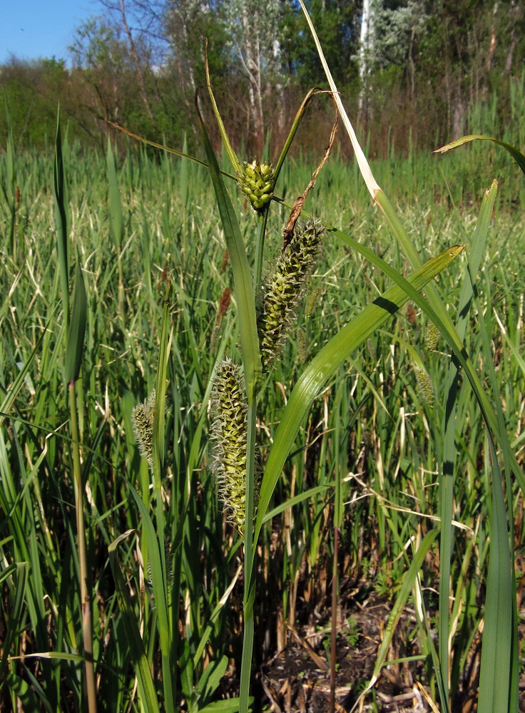 Изображение особи Carex riparia.