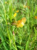 Vicia biebersteinii