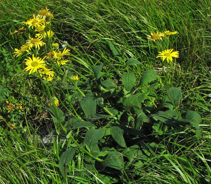 Изображение особи Doronicum austriacum.