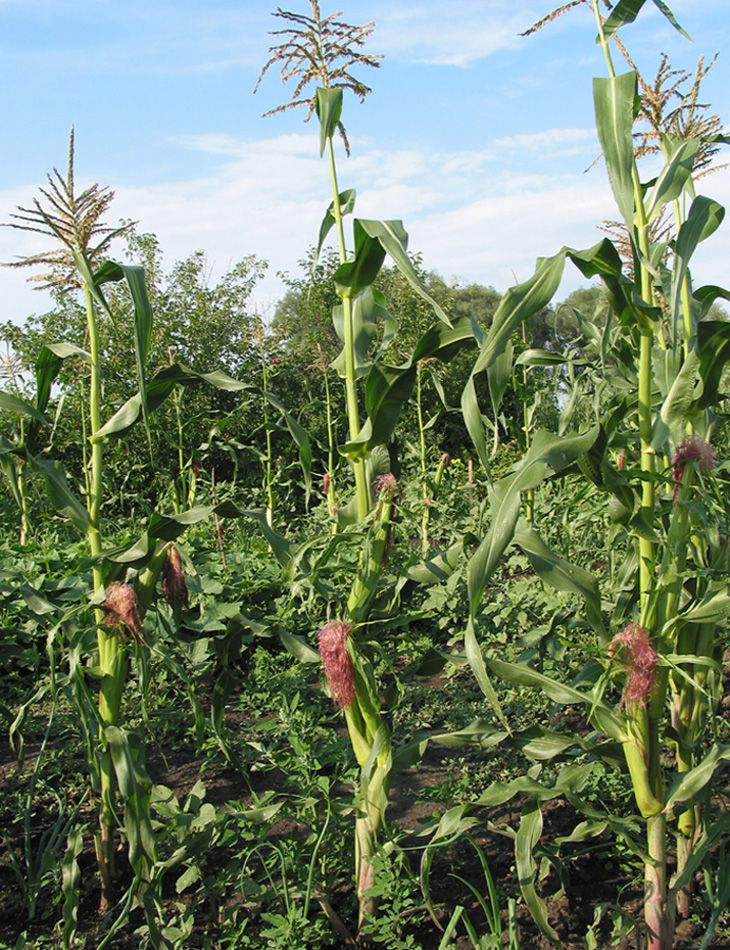 Image of Zea mays specimen.