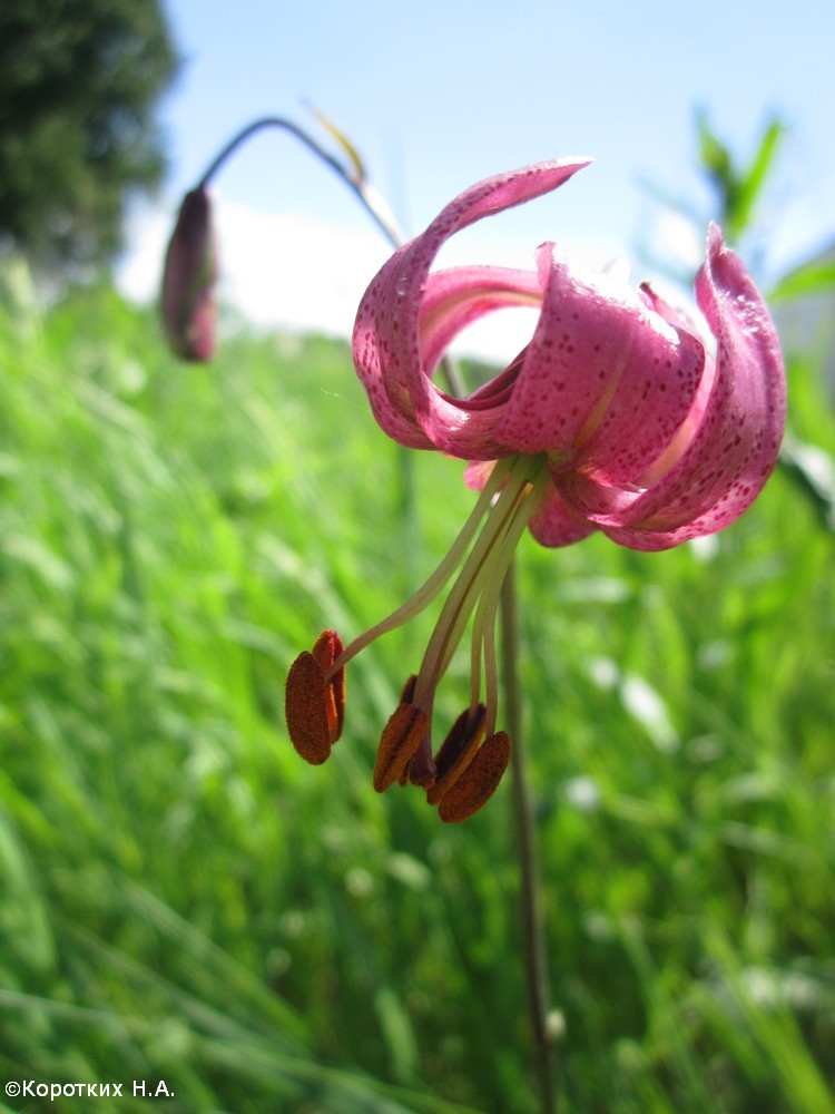 Image of Lilium pilosiusculum specimen.