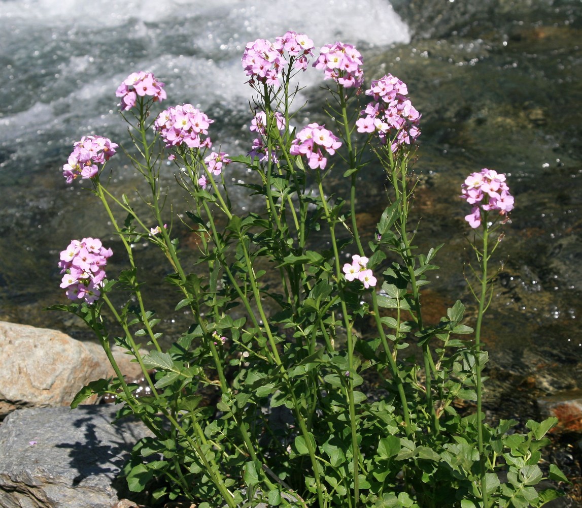 Изображение особи Cardamine seidlitziana.