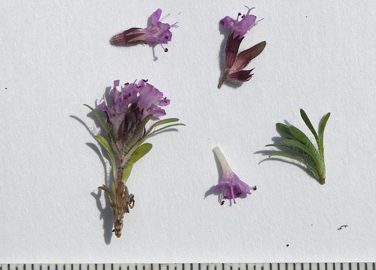 Изображение особи Thymus majkopensis.