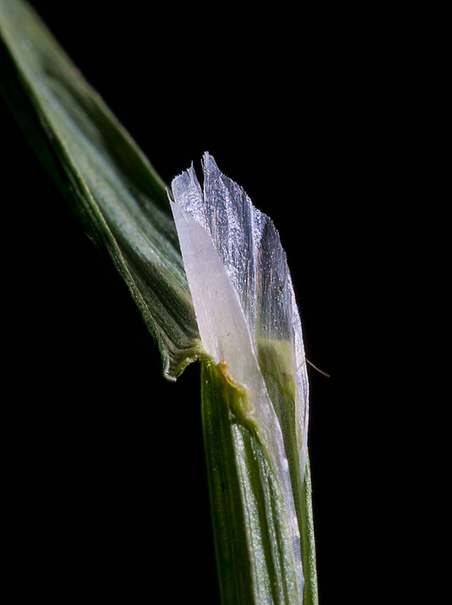 Image of Poa palustris specimen.