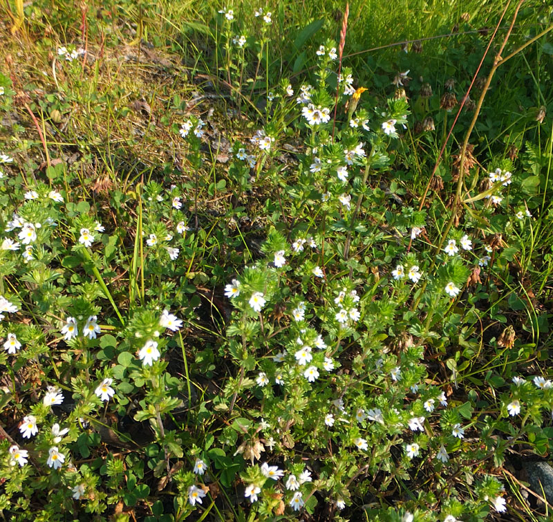 Image of genus Euphrasia specimen.