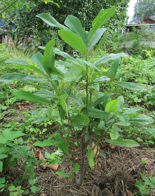 Image of Magnolia virginiana specimen.