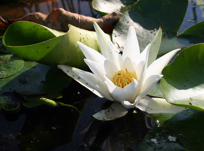 Image of Nymphaea alba specimen.