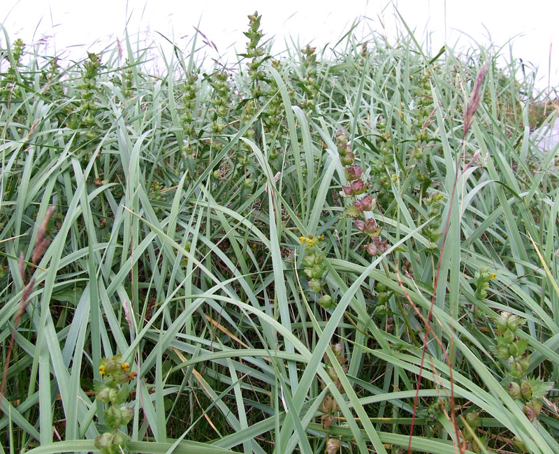 Изображение особи Rhinanthus groenlandicus.