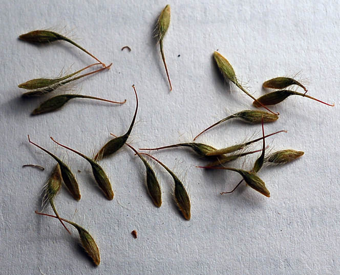 Image of Geum aleppicum specimen.