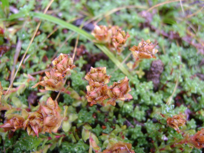 Image of Saxifraga oppositifolia specimen.