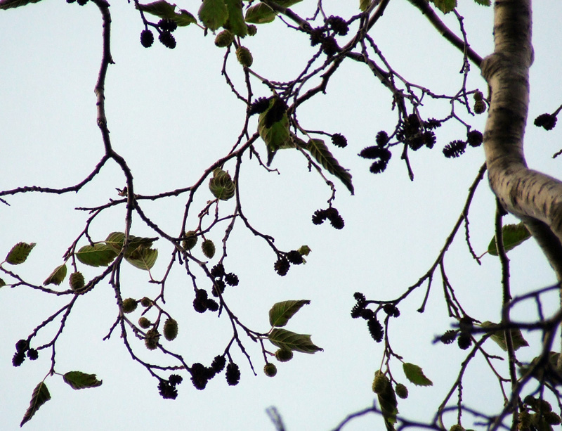 Image of Alnus kolaensis specimen.